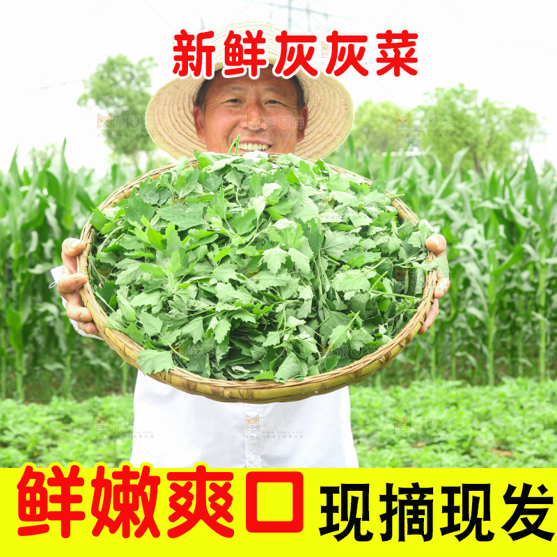 手里拿着新鲜灰灰菜