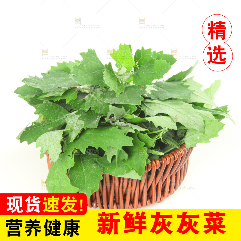 白底上的灰灰菜