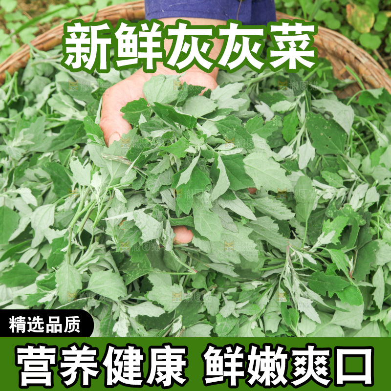 手里拿着新鲜灰灰菜