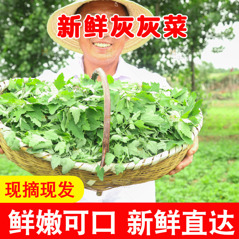 手里拿着新鲜灰灰菜