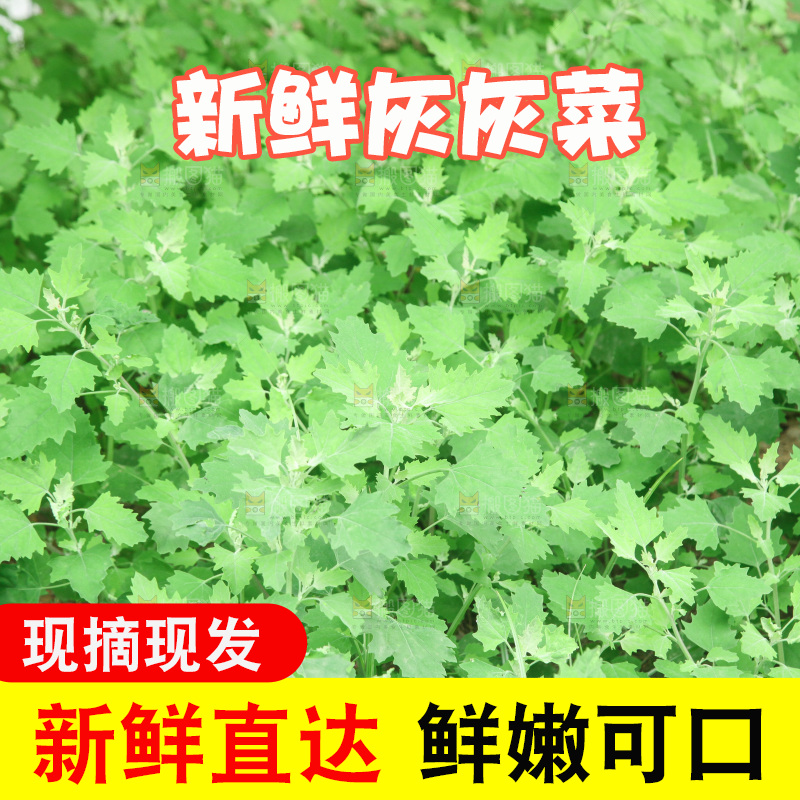 一大片灰灰菜