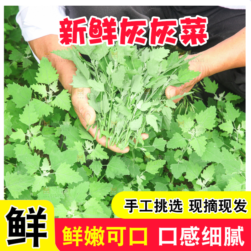 手里拿着新鲜灰灰菜
