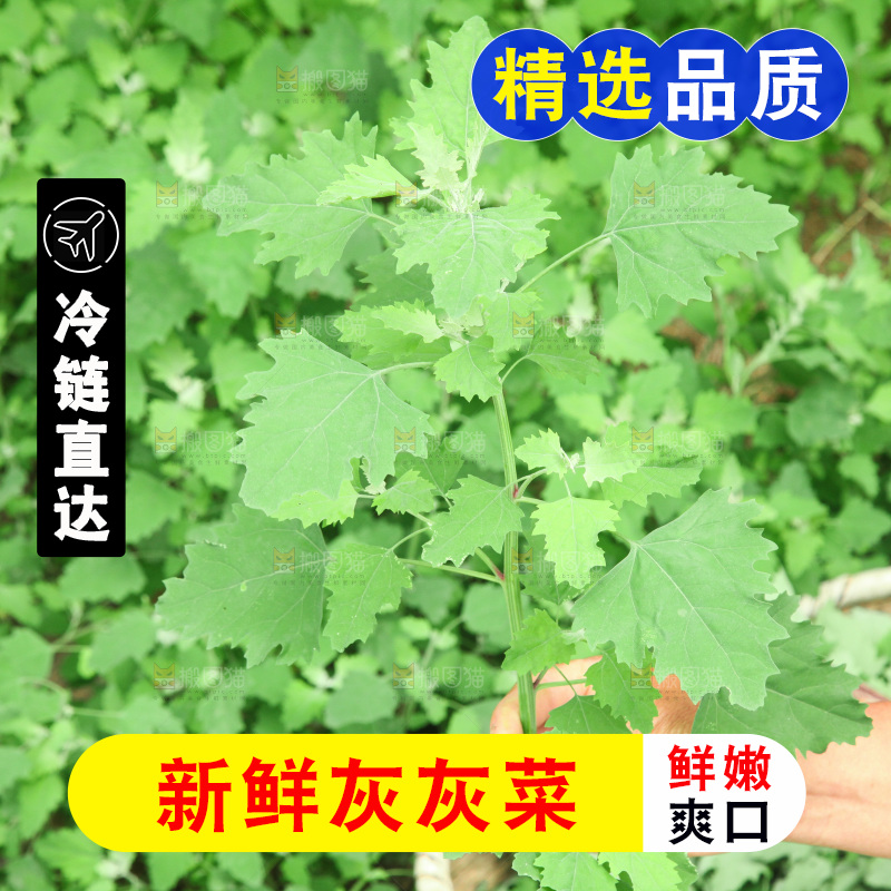 手里拿着新鲜灰灰菜