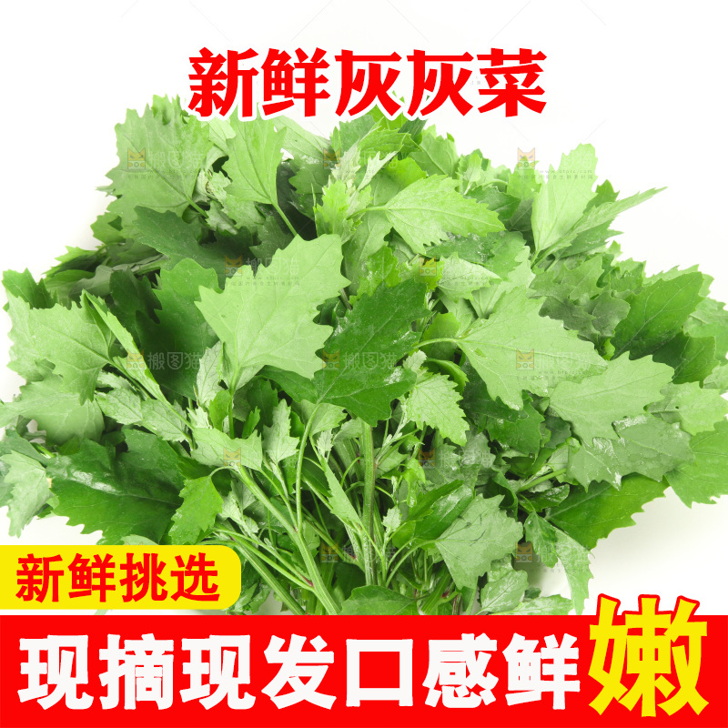 白底上的灰灰菜