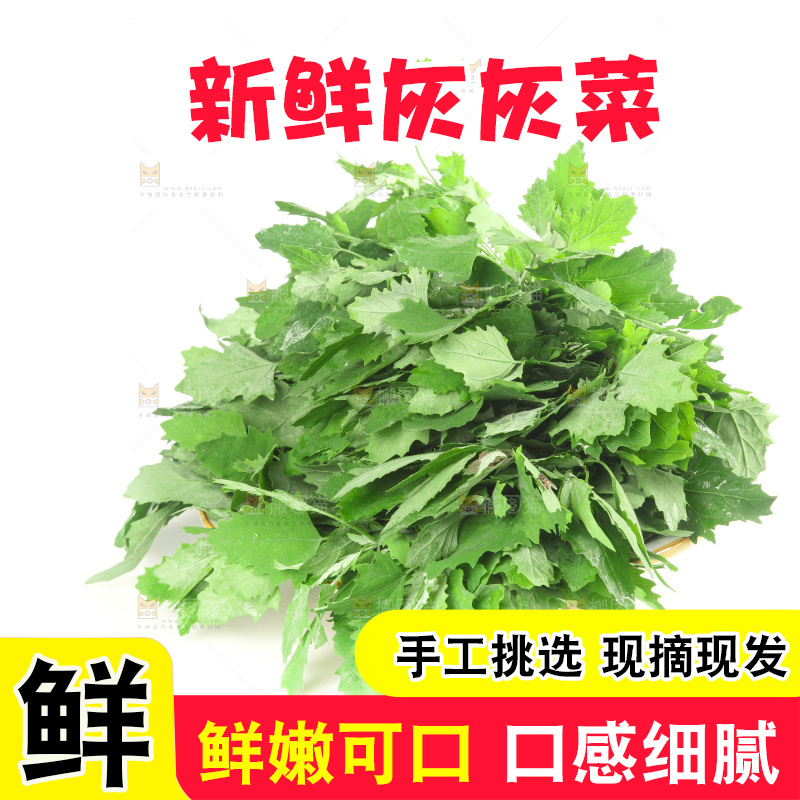 白底上的灰灰菜