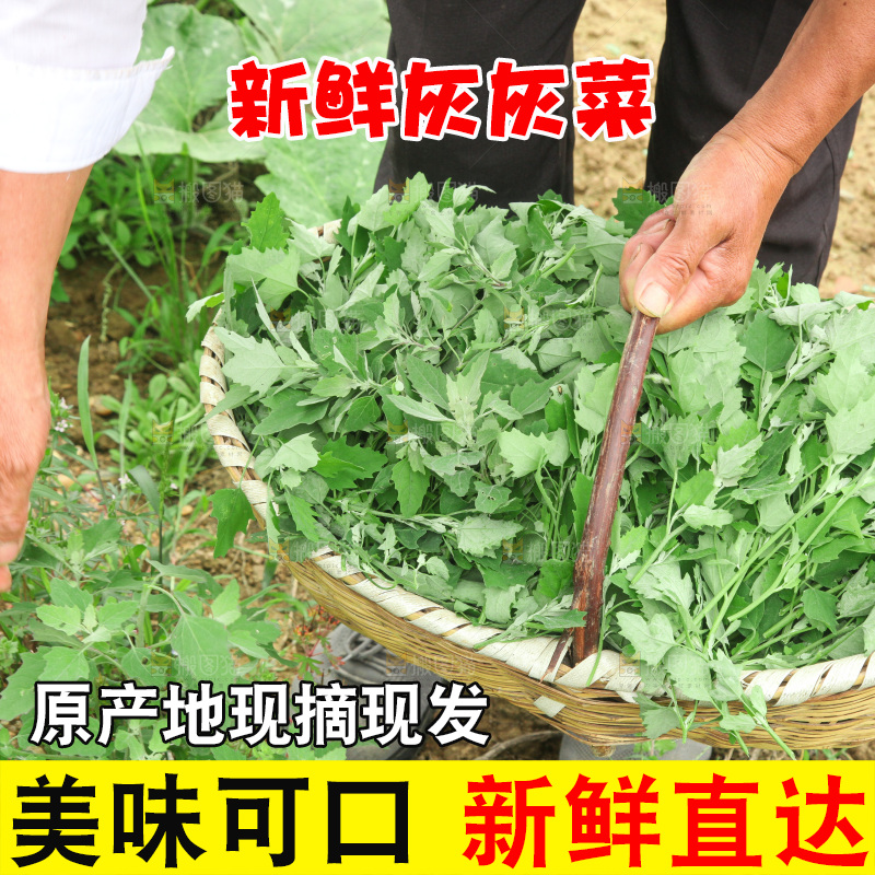 手里拿着新鲜灰灰菜