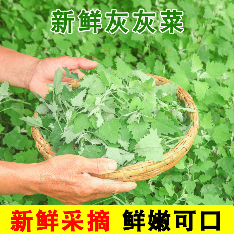 手里拿着新鲜灰灰菜