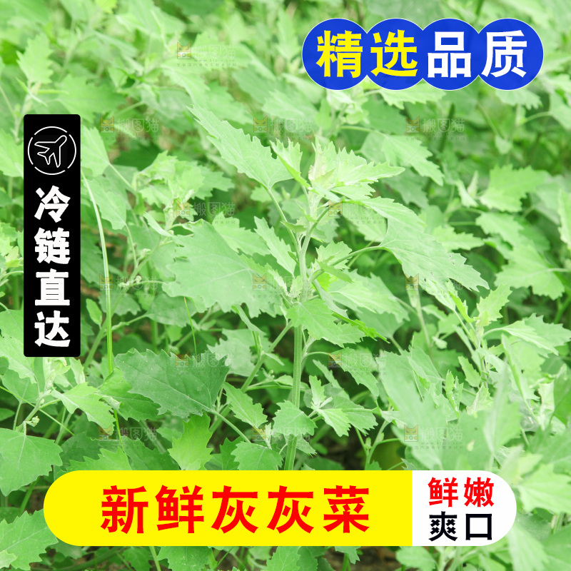 一大片灰灰菜