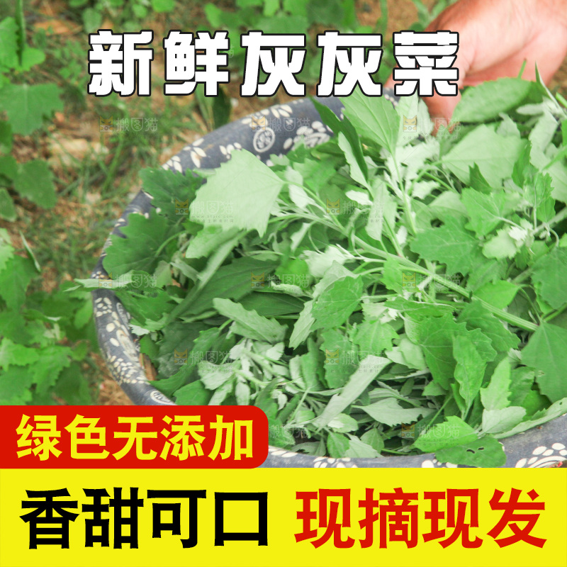 手里拿着新鲜灰灰菜