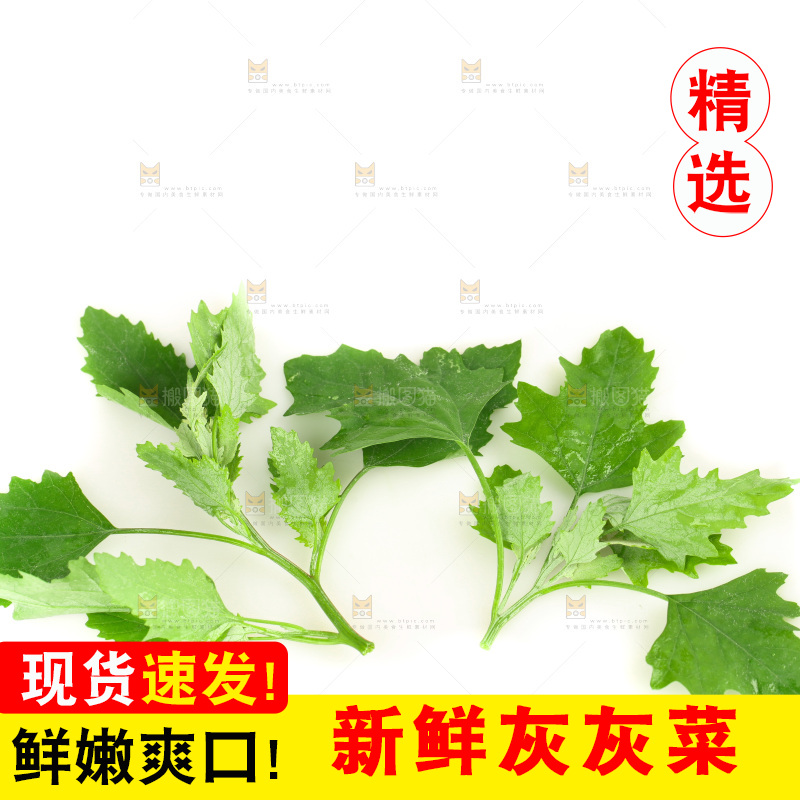 白底上的灰灰菜