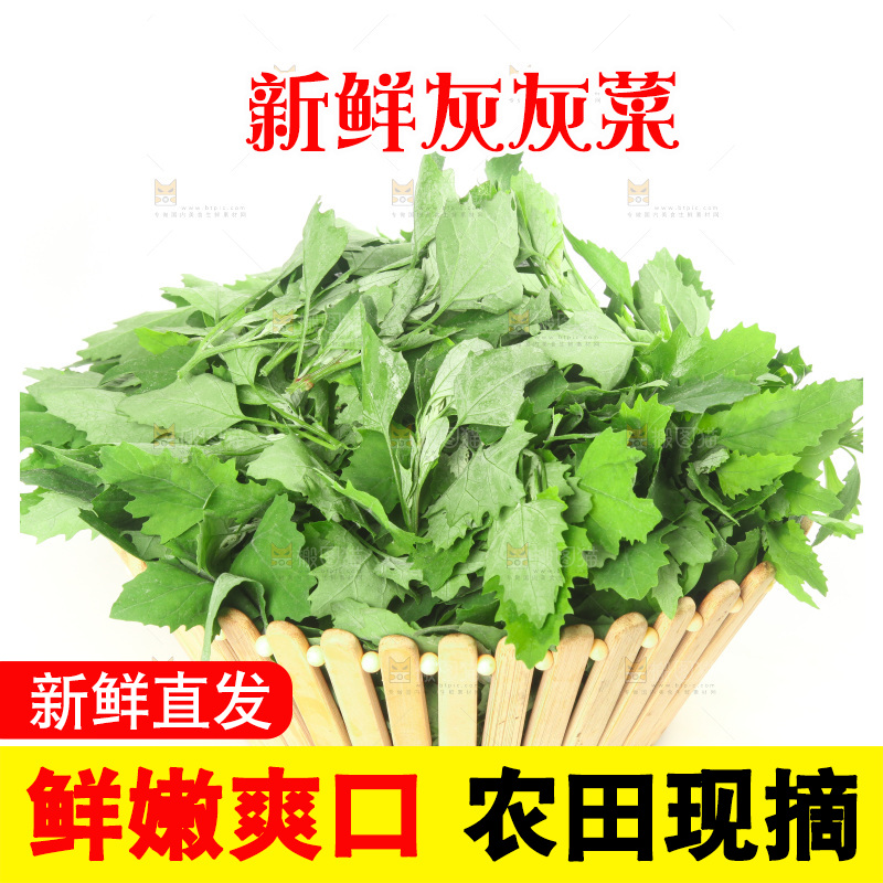 白底上的灰灰菜