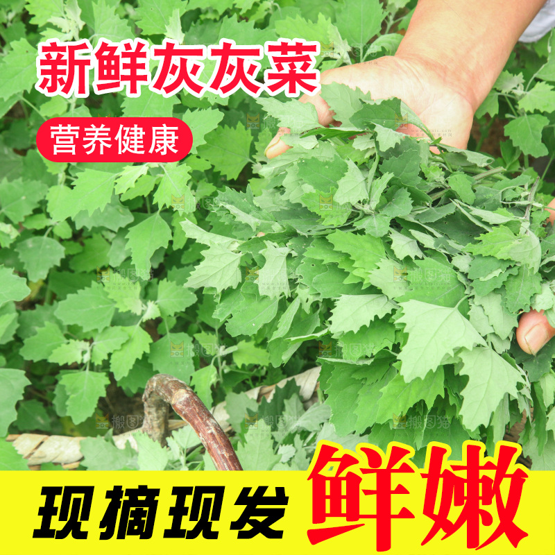 手里拿着新鲜灰灰菜
