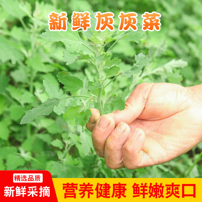手里拿着新鲜灰灰菜
