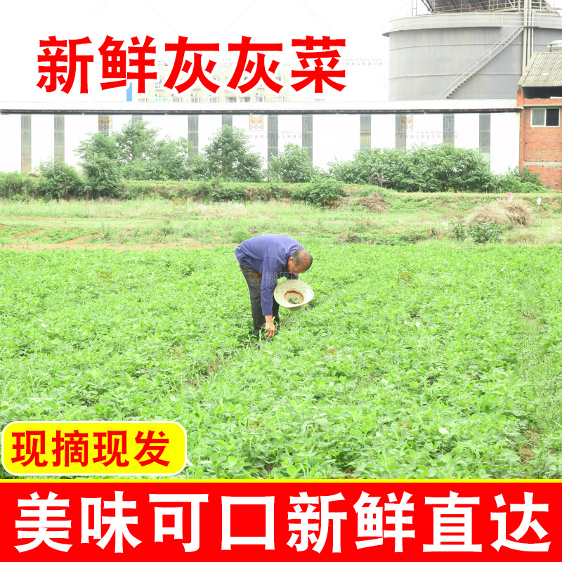 手里拿着新鲜灰灰菜