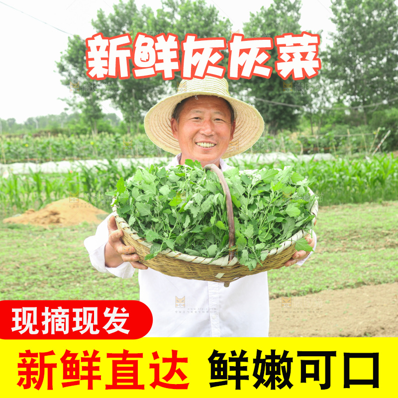 手里拿着新鲜灰灰菜