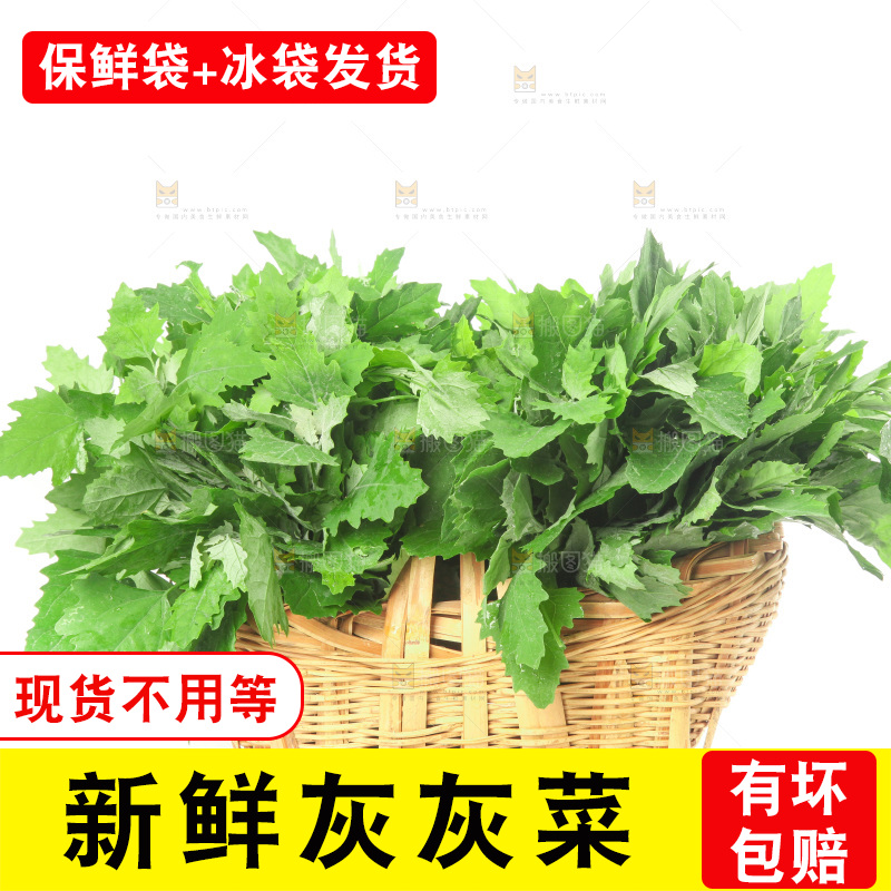 白底上的灰灰菜