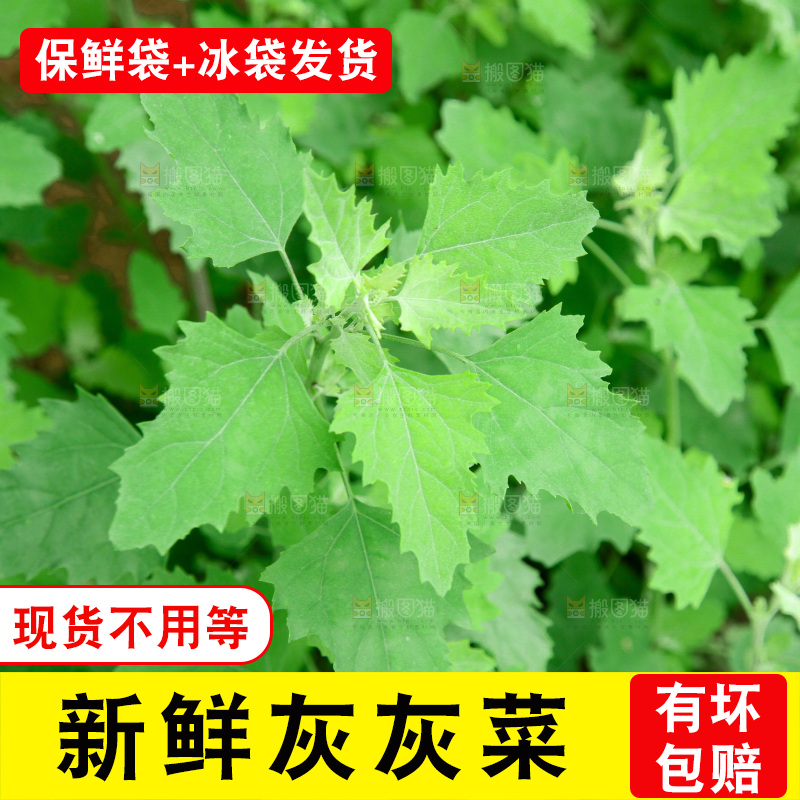 一大片灰灰菜