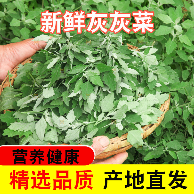 手里拿着新鲜灰灰菜