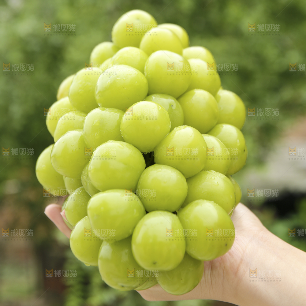 手里拿着阳光玫瑰