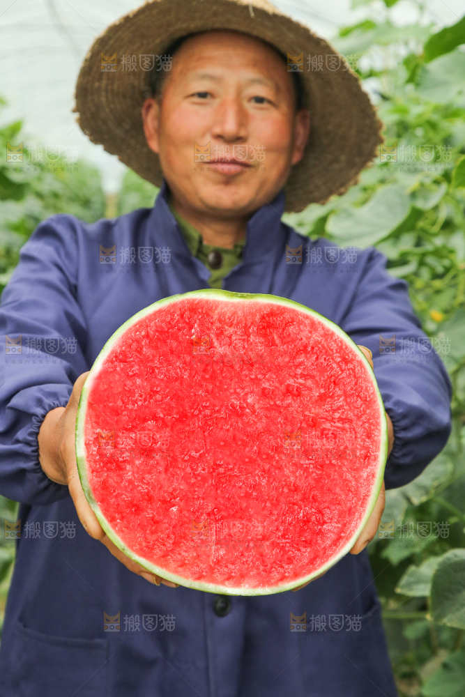 现摘新鲜西瓜