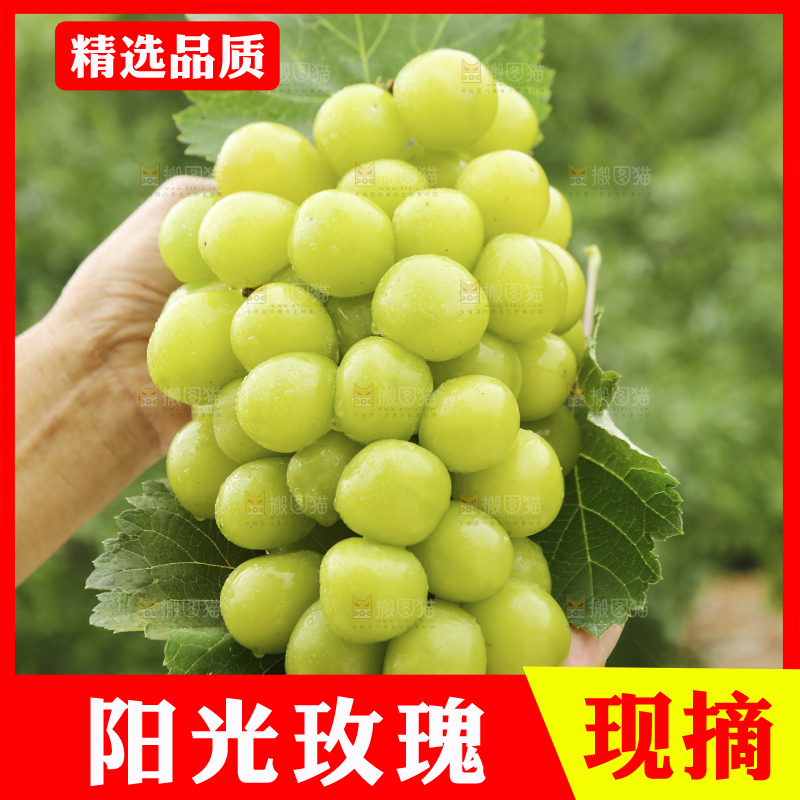 手里拿着阳光玫瑰
