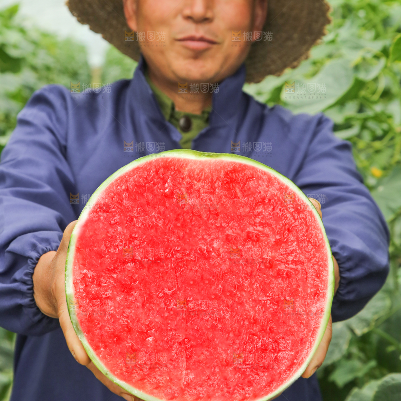 现摘新鲜西瓜
