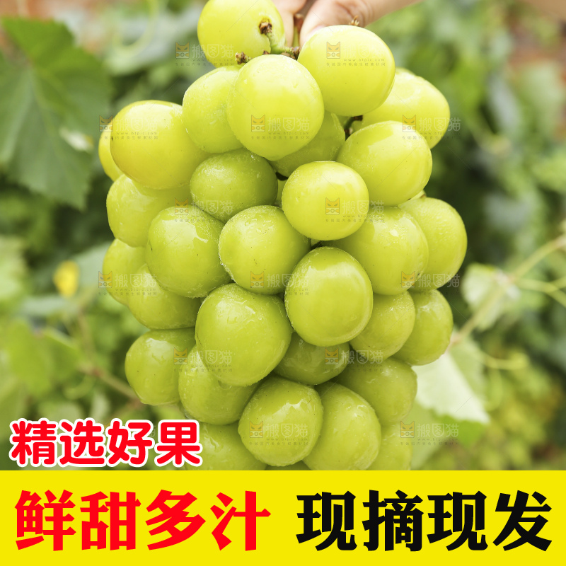 手里拿着阳光玫瑰