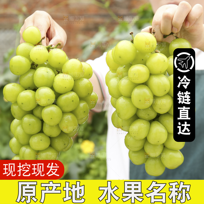 手里拿着阳光玫瑰