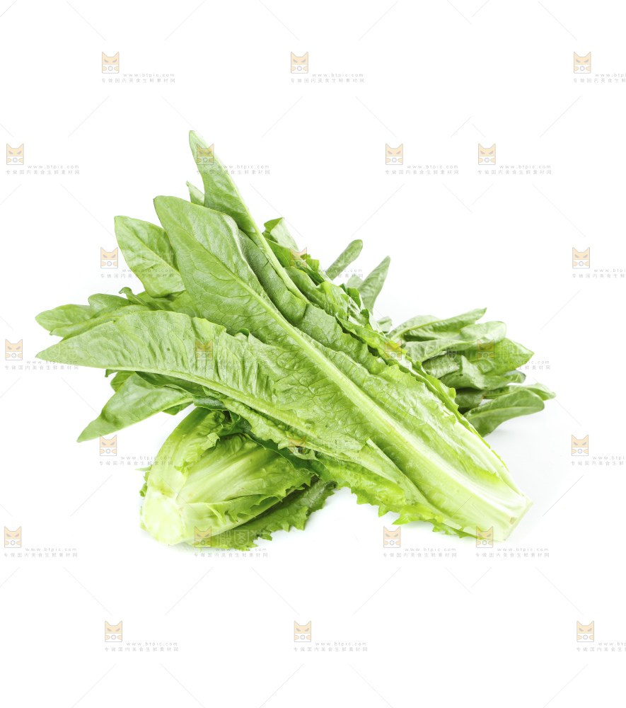 白底上的油麦菜