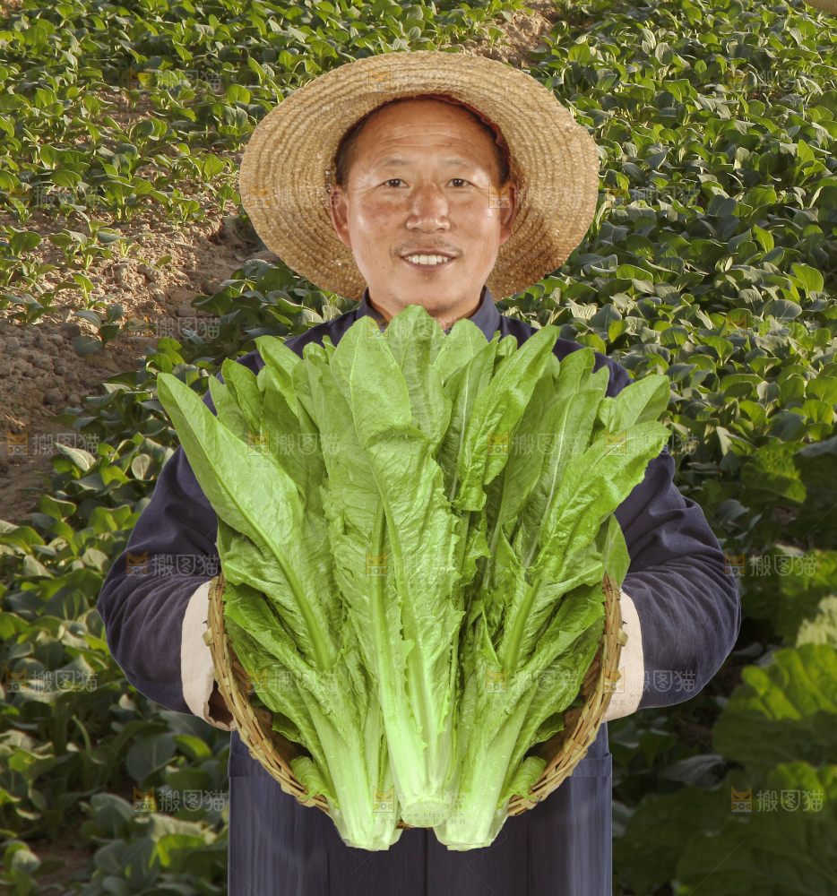 手里拿着油麦菜