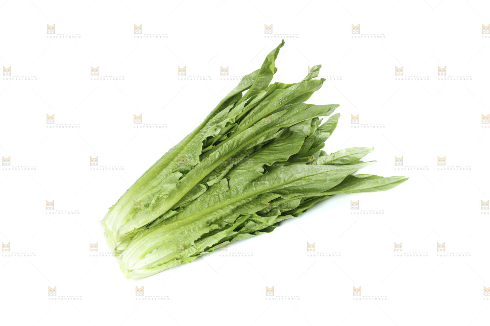 白底上的油麦菜
