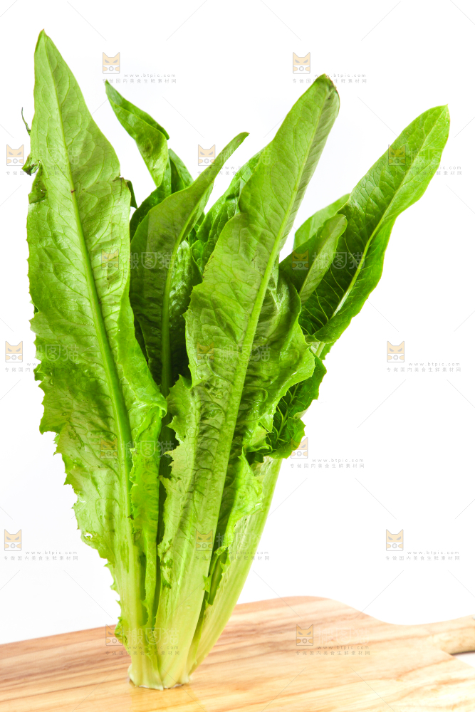 白底上的油麦菜