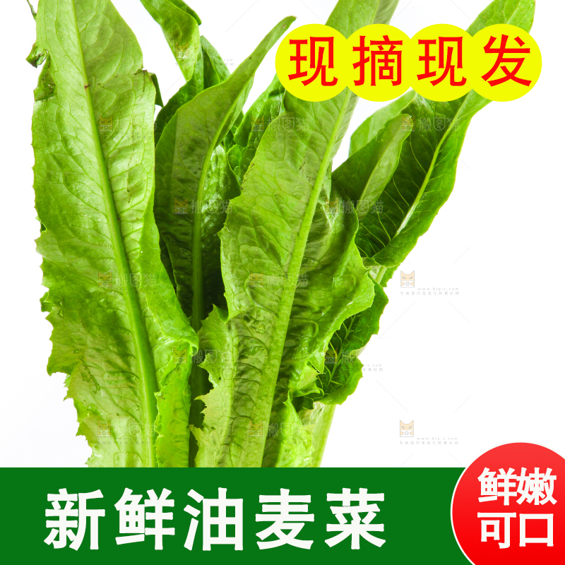 白底上的油麦菜