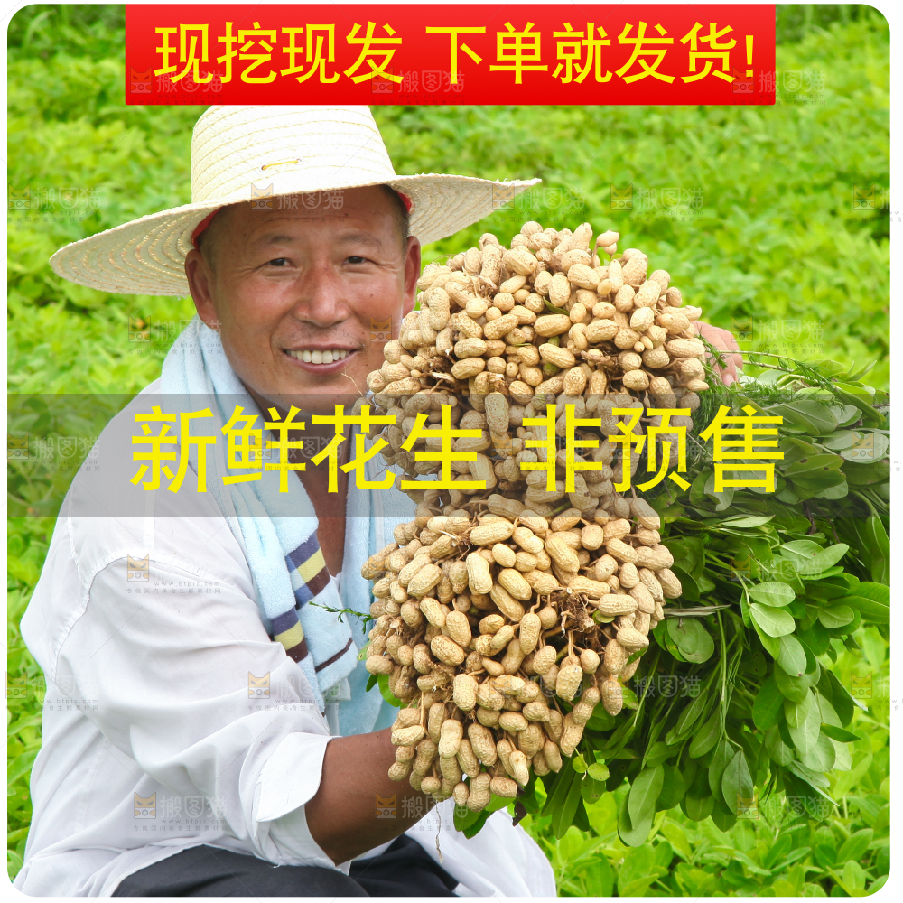新鲜现挖花生