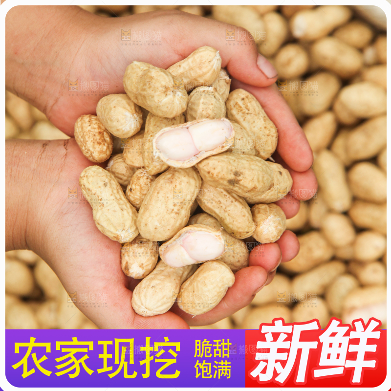 新鲜现挖花生