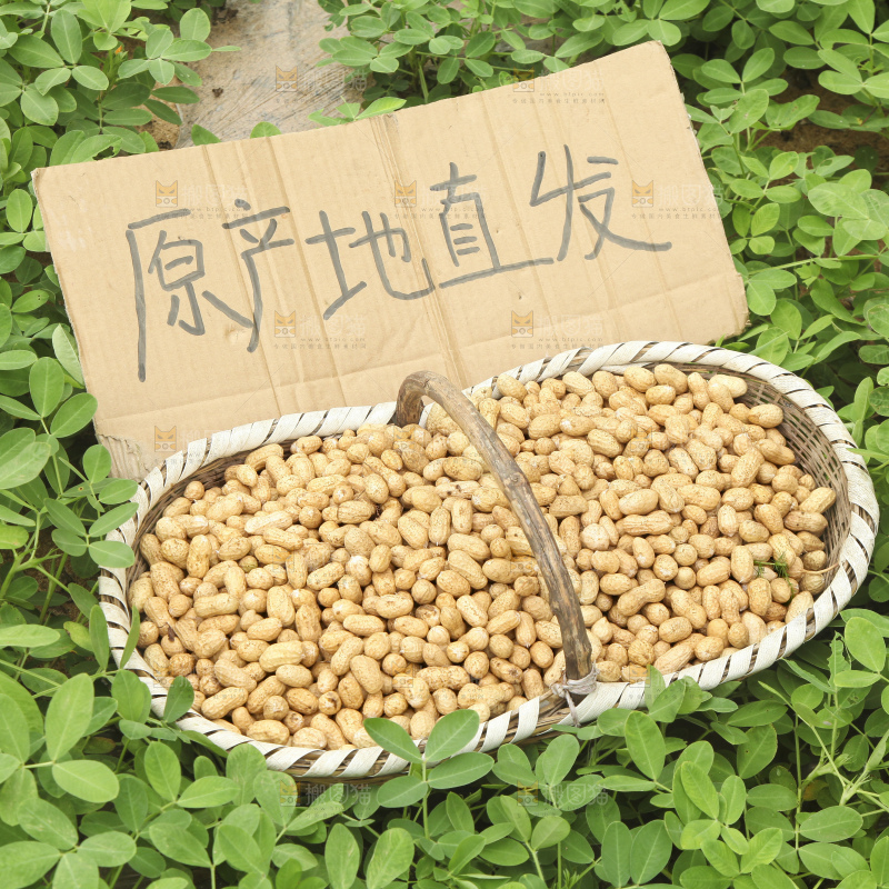 手里拿着现挖花生