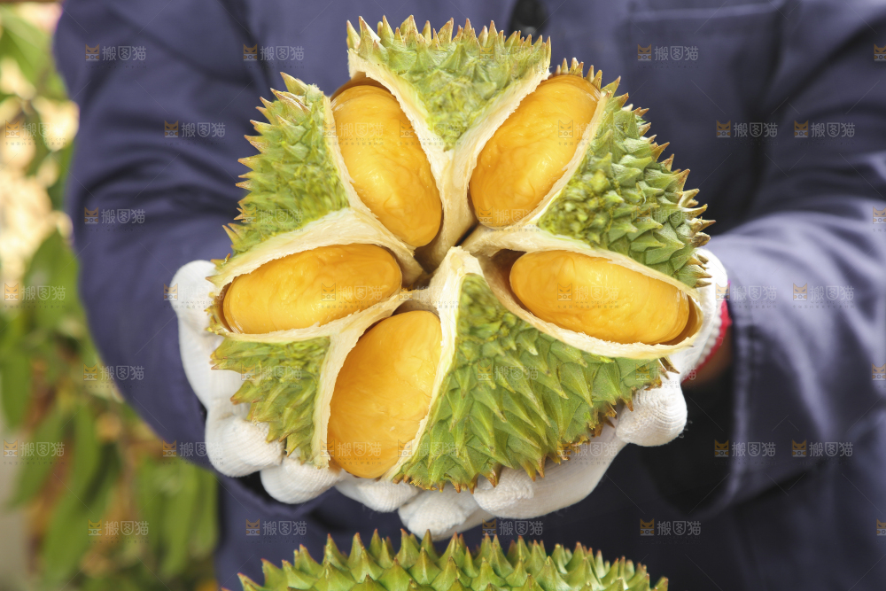 木底上的金枕榴莲