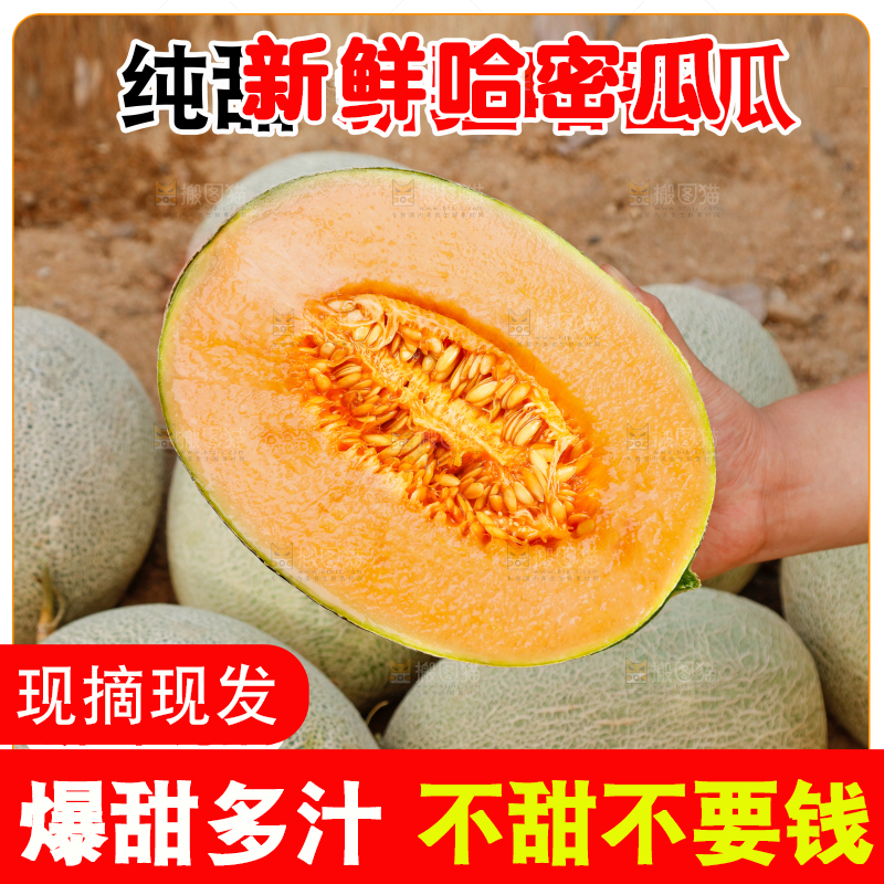 新疆哈密瓜主图