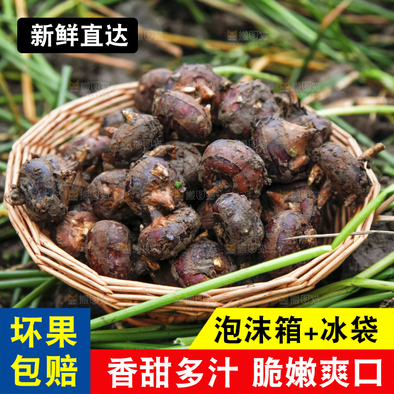 新鲜现挖的马蹄