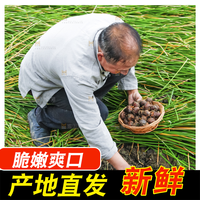 正在现挖马蹄