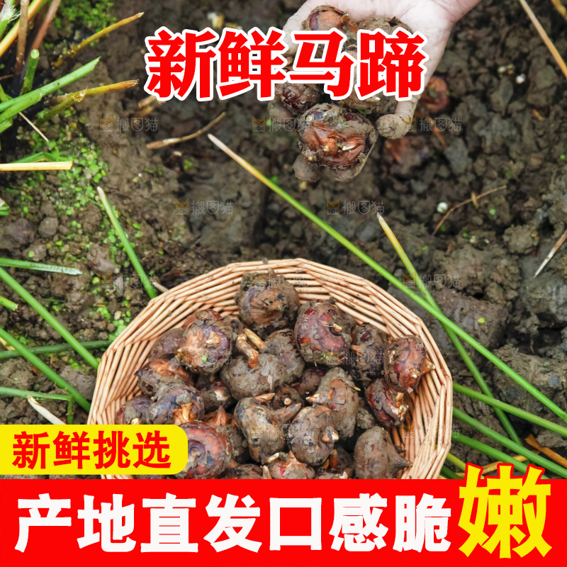 新鲜现挖的马蹄
