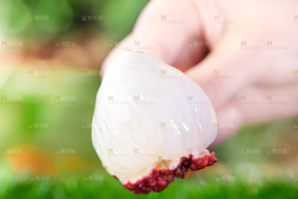 仙进奉荔枝