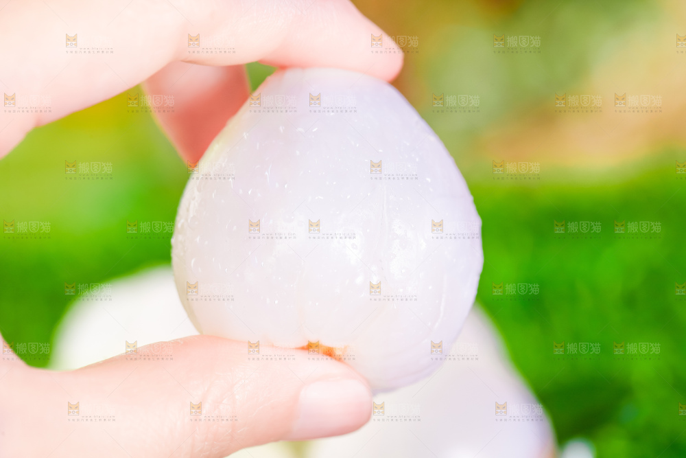 浅底上的仙进奉荔枝
