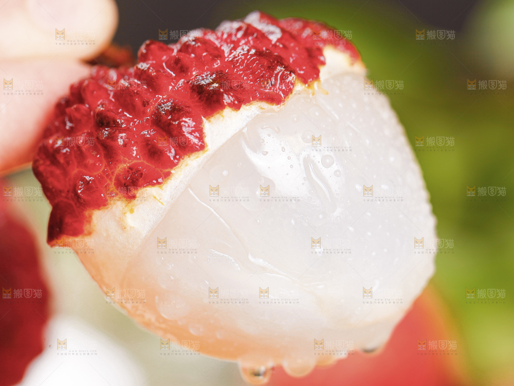 浅底上的仙进奉荔枝