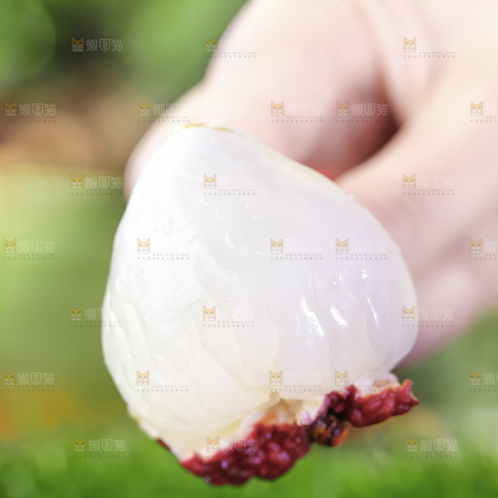 浅底上的仙进奉荔枝