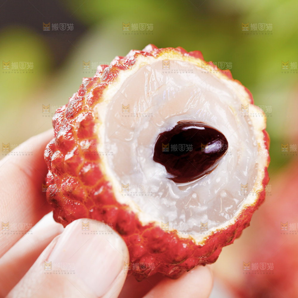 浅底上的仙进奉荔枝