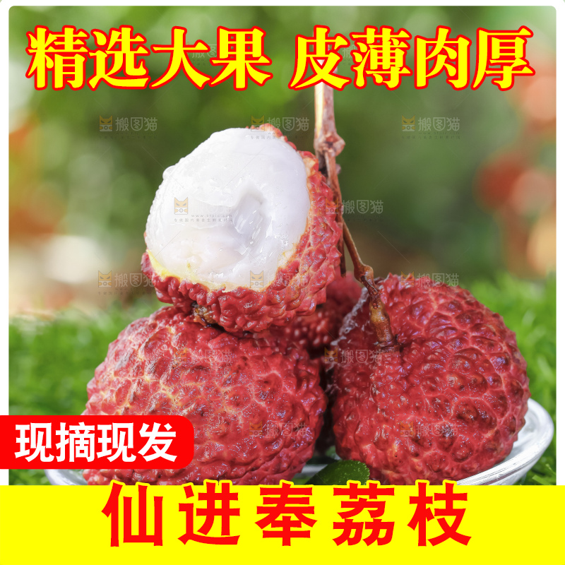 浅底上的仙进奉荔枝