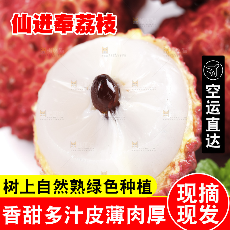 浅底上的仙进奉荔枝