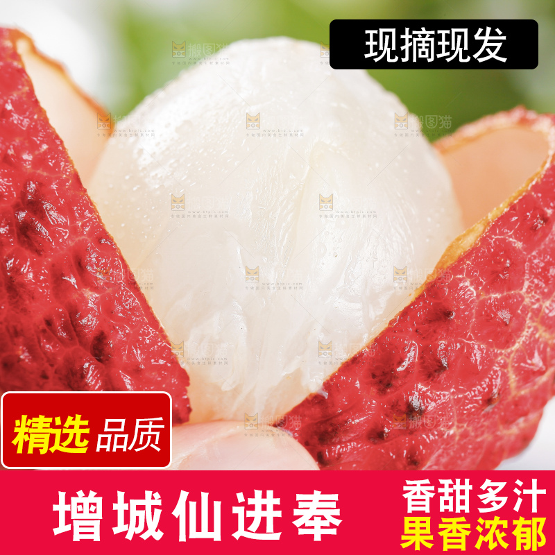 浅底上的仙进奉荔枝
