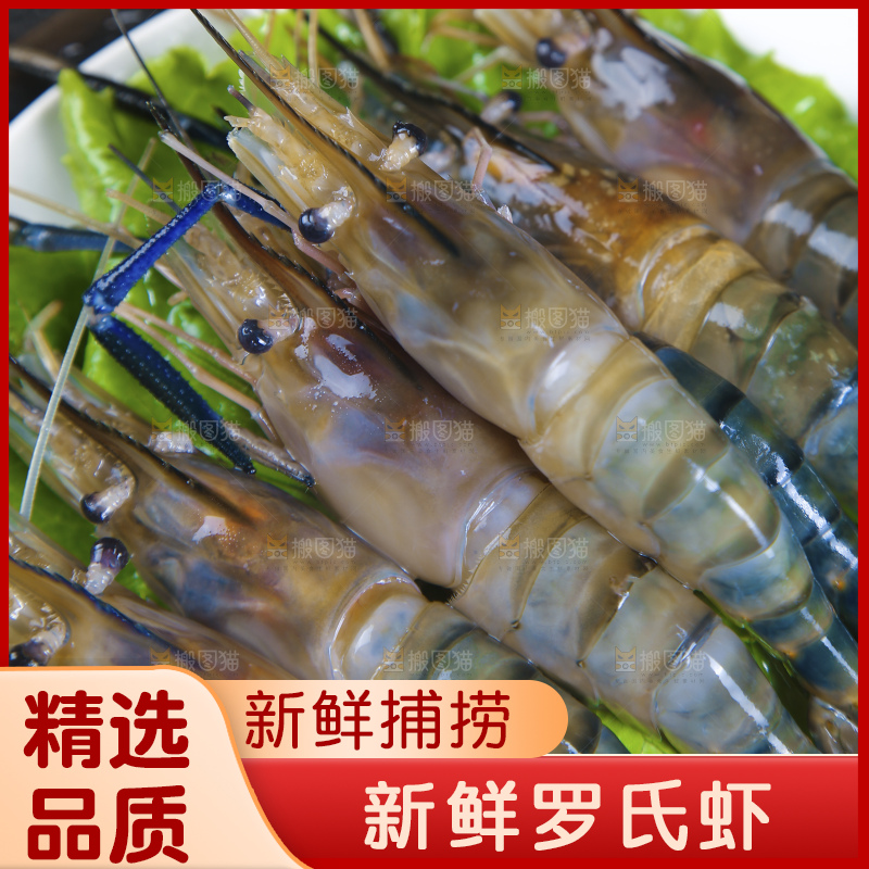 深底上的罗氏虾